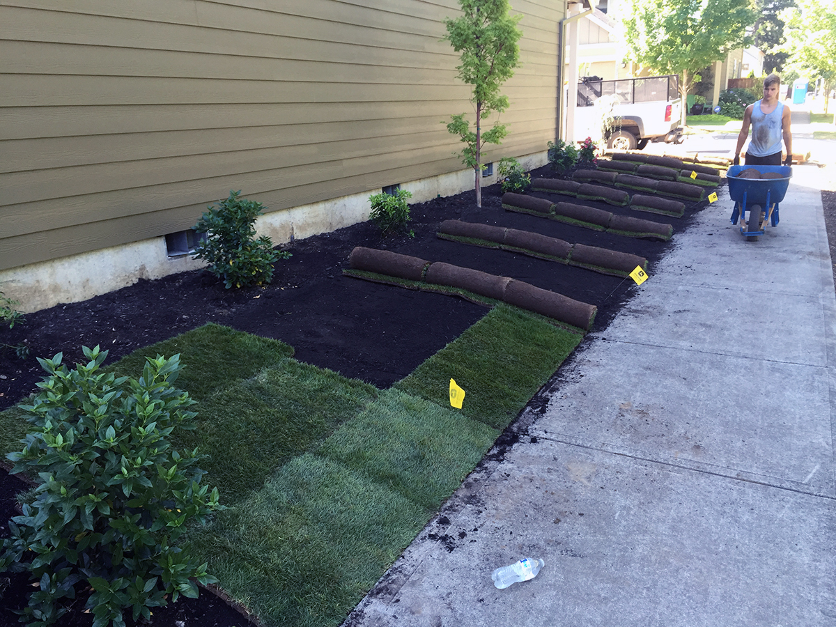 Sod Installation