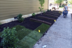 Sod Installation