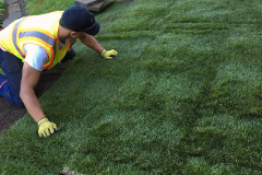 Sod Installation