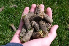 photo-3-300x200