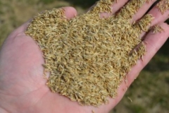 photo-4-300x200
