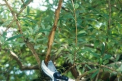 photo-5-300x200