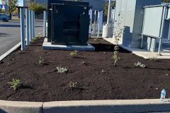planting