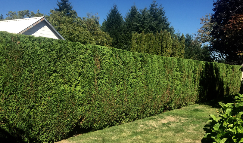 Landscaping and Maintenance, Portland, Oregon, Earthborn Landcare