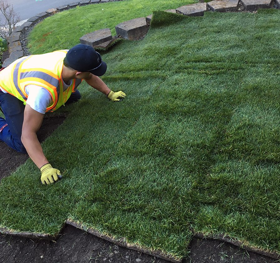 lawn replacement Portland, OR