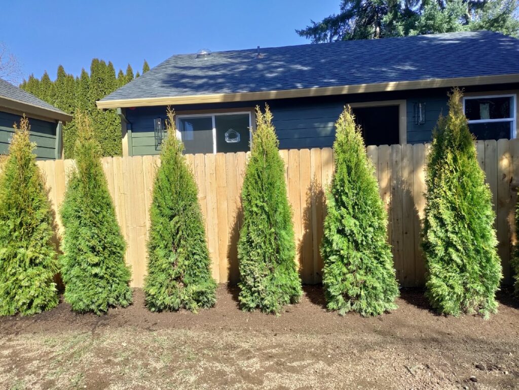 privacy hedge installation in Portland by Earthborn Landscape Services