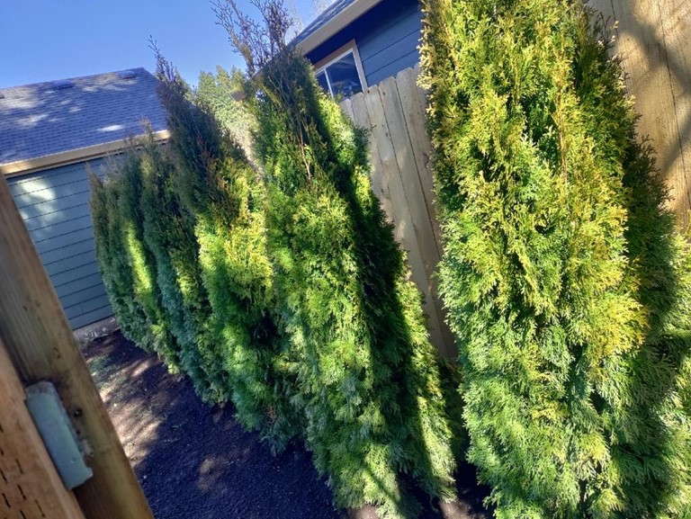 privacy hedge row at a yard in Portland