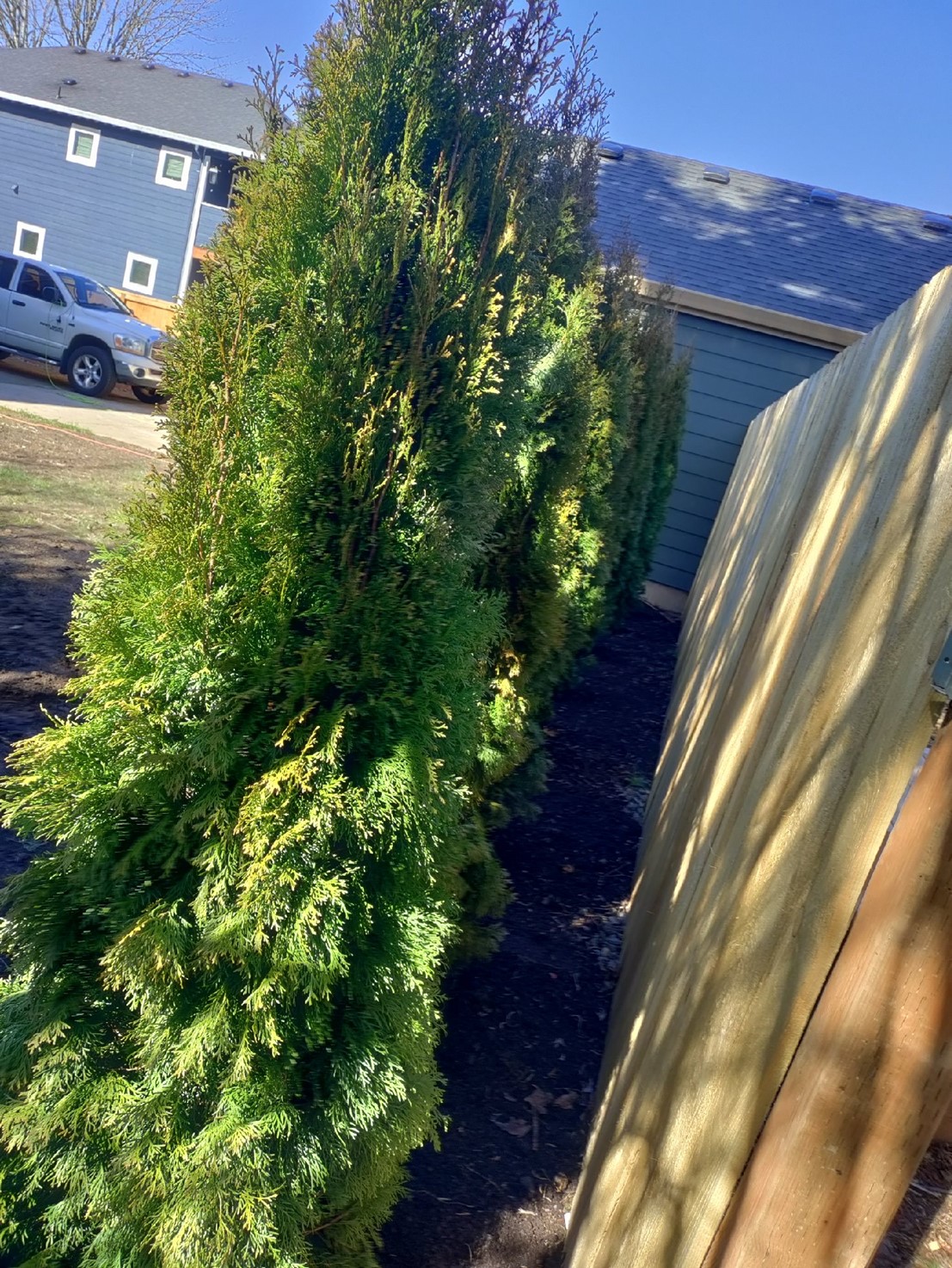 planted privacy hedges in Portland Metro area