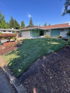 new sod lawn installed in Portland by Earthborn Landscape
